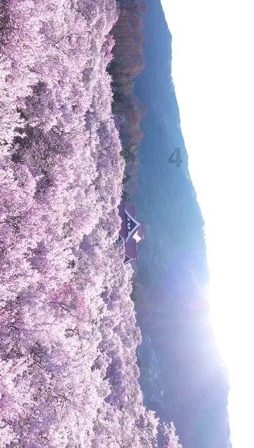 爱旅行的芭比